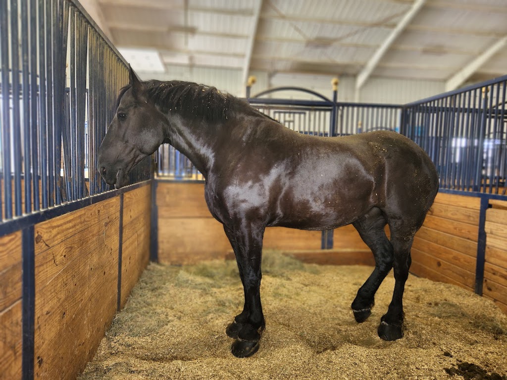 Express Clydesdales Barn | 12701 W Wilshire Blvd, Yukon, OK 73099, USA | Phone: (405) 350-6404