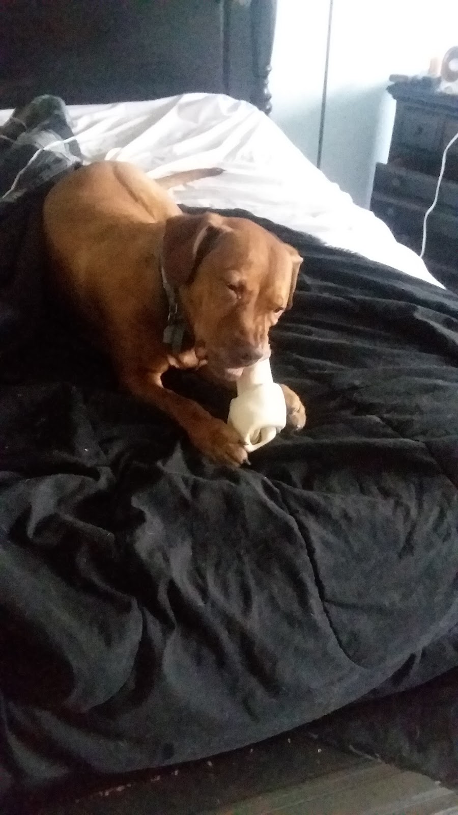 Whitelands Animal Hospital | 530 Lancaster Ave, Malvern, PA 19355, USA | Phone: (610) 644-6996