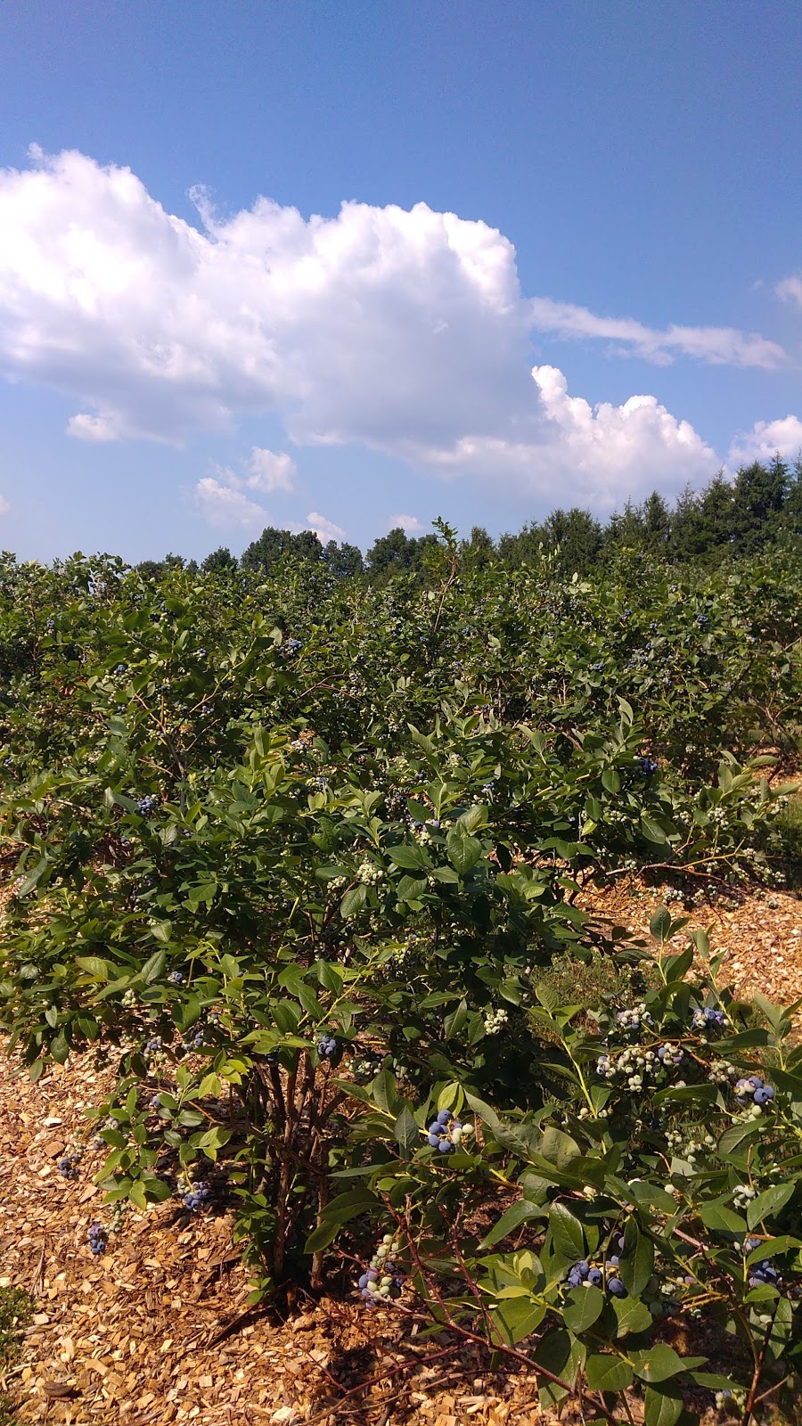 Sugar Shack Blueberry Farm | 824 E Swamp Rd, Penn Yan, NY 14527 | Phone: (585) 526-5442