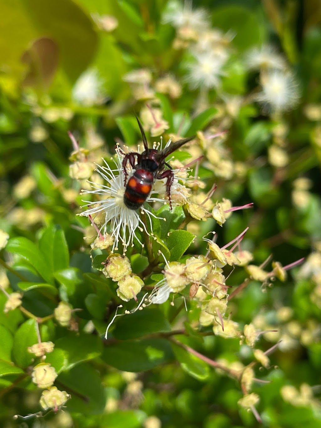 Sakura Dreams Butterfly and Wildlife Habitat | 682 Firestone St NE, Palm Bay, FL 32907, USA | Phone: (760) 237-8180
