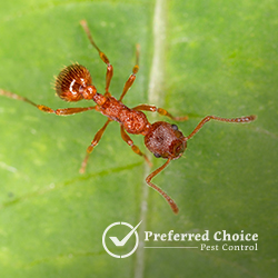 Preferred Choice Pest Control | 18254 W Lisbon Ln, Surprise, AZ 85388, USA | Phone: (602) 741-1059