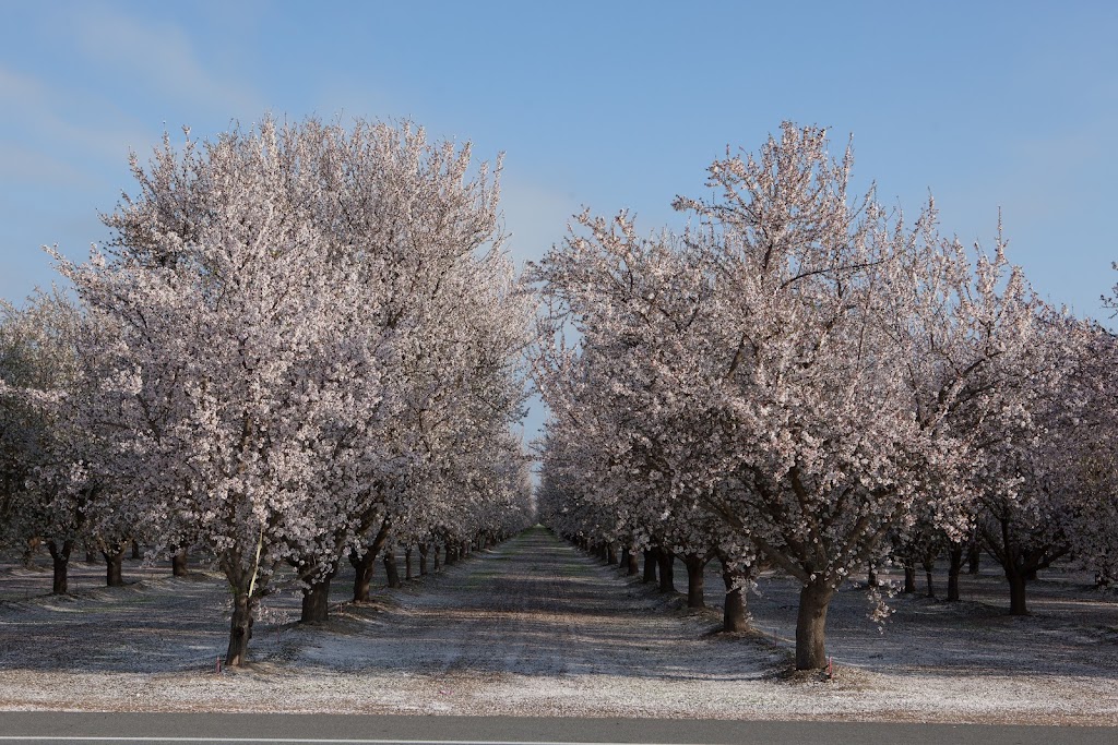 Schaad Family Almonds | 16471 W Whitesbridge Ave, Kerman, CA 93630, USA | Phone: (559) 846-9660