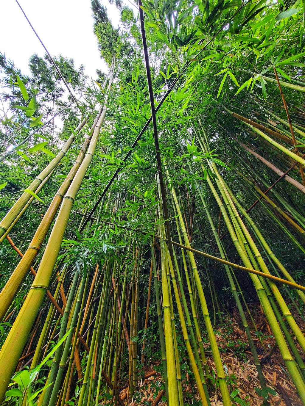 Mānoa Valley District Park | 2721 Kaaipu Ave, Honolulu, HI 96822, USA | Phone: (808) 768-6704