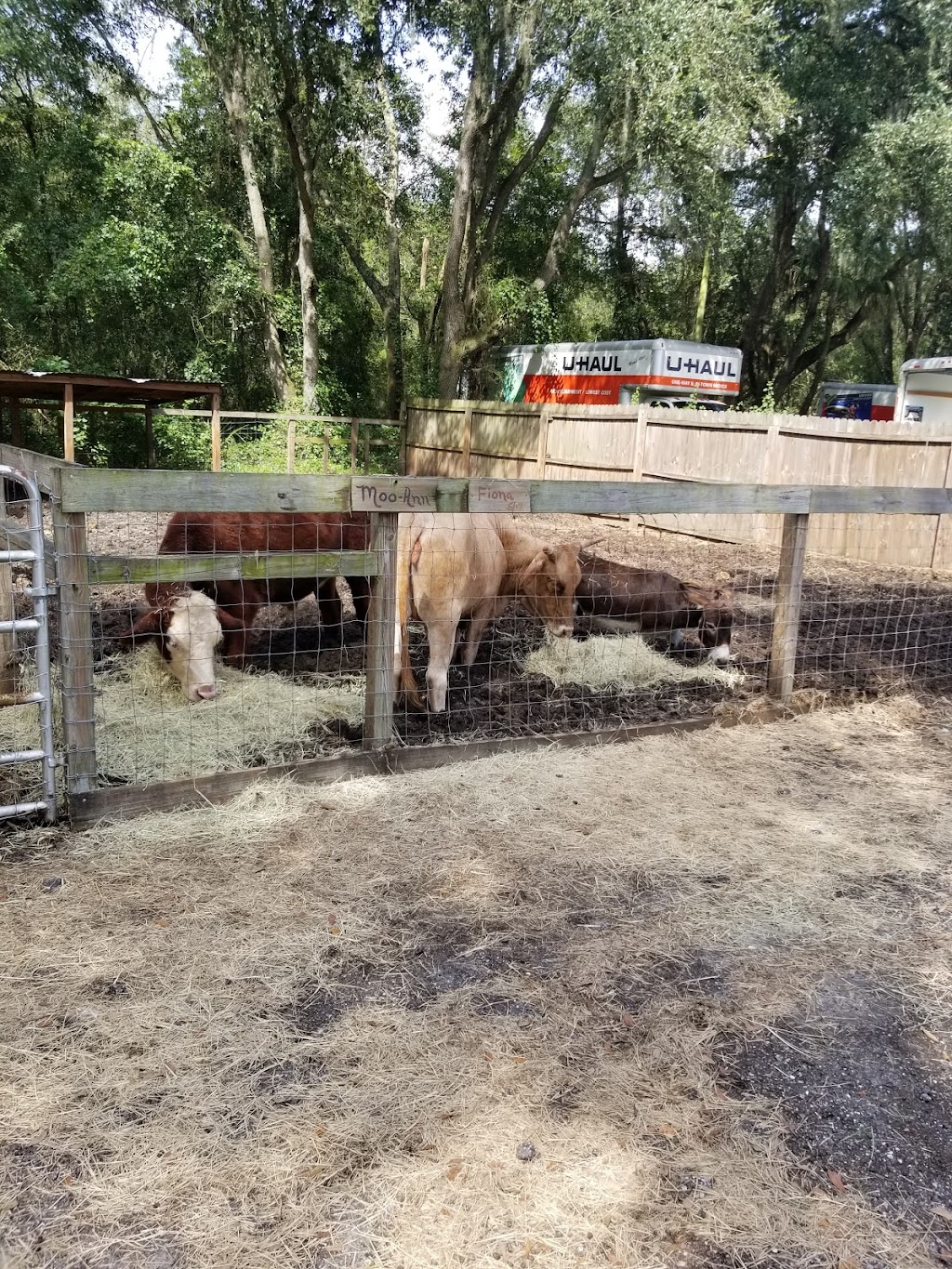 Bf Petting Farm | 15320 Morris Bridge Rd, Thonotosassa, FL 33592, USA | Phone: (813) 629-7859