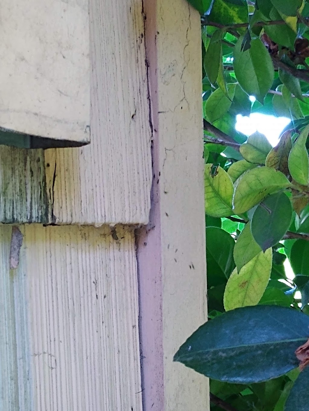 Antworks Pest Control | 11124 NE Halsey St #400, Portland, OR 97220, USA | Phone: (855) 268-9675