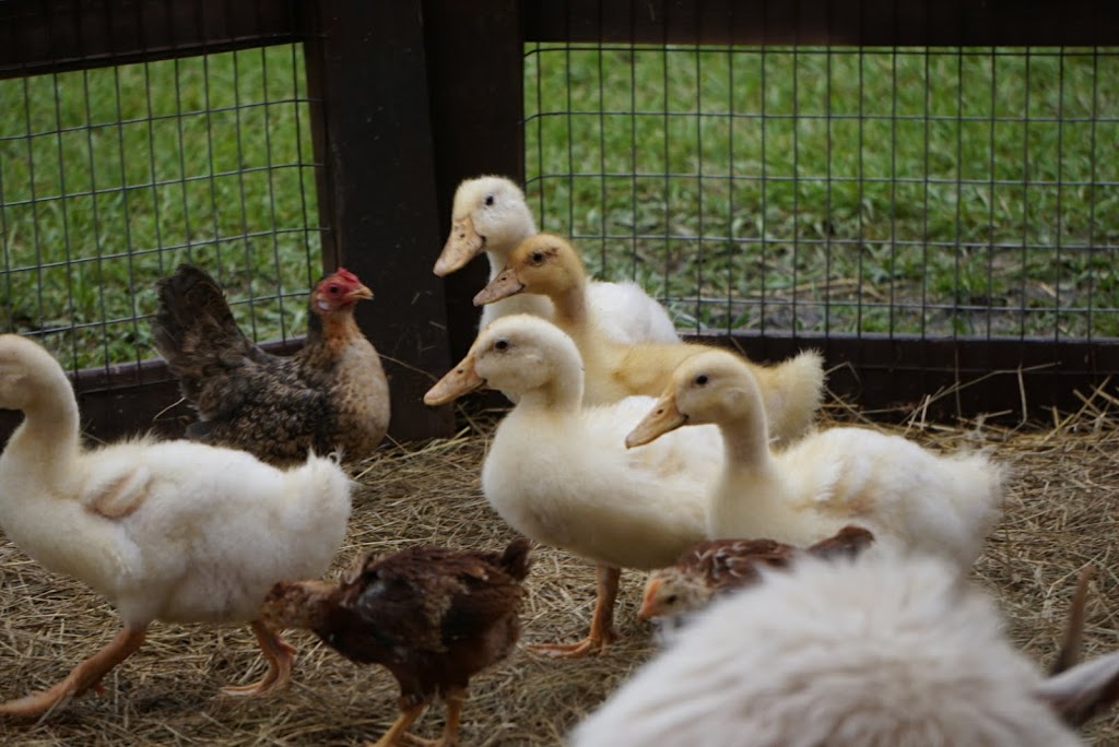 Crickets Mobile Petting Zoo | 3900 Paul Samuel Rd NW, Kennesaw, GA 30152, USA | Phone: (770) 789-1422