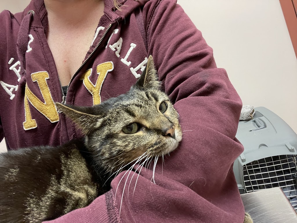 A W Animal Hospital | 24189 Chernick St, Taylor, MI 48180, USA | Phone: (313) 295-2270