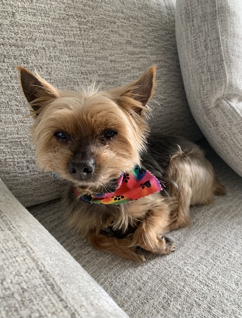 Doggie Bath House | 910 Deerfield Crossing Dr, Alpharetta, GA 30004, USA | Phone: (770) 802-5160