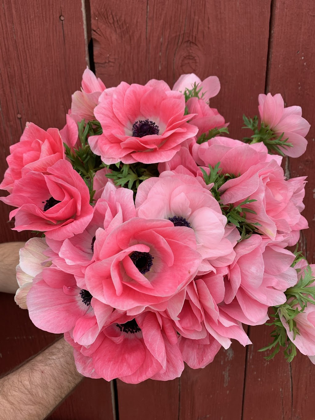 Amande Floweret Floral | 365 Cross St, Shafter, CA 93263, USA | Phone: (408) 500-5697