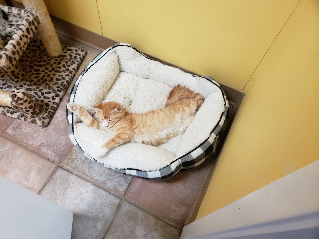 South Arlington Animal Clinic | 3315 S Collins St, Arlington, TX 76014, USA | Phone: (817) 274-3328