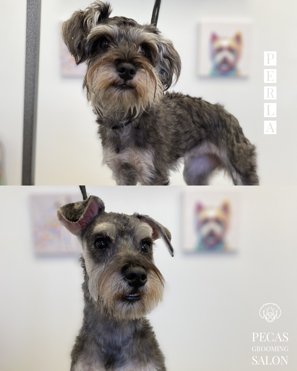 Pecas Grooming & Boarding | 4028 S Orlando Dr, Sanford, FL 32773, USA | Phone: (407) 371-9544