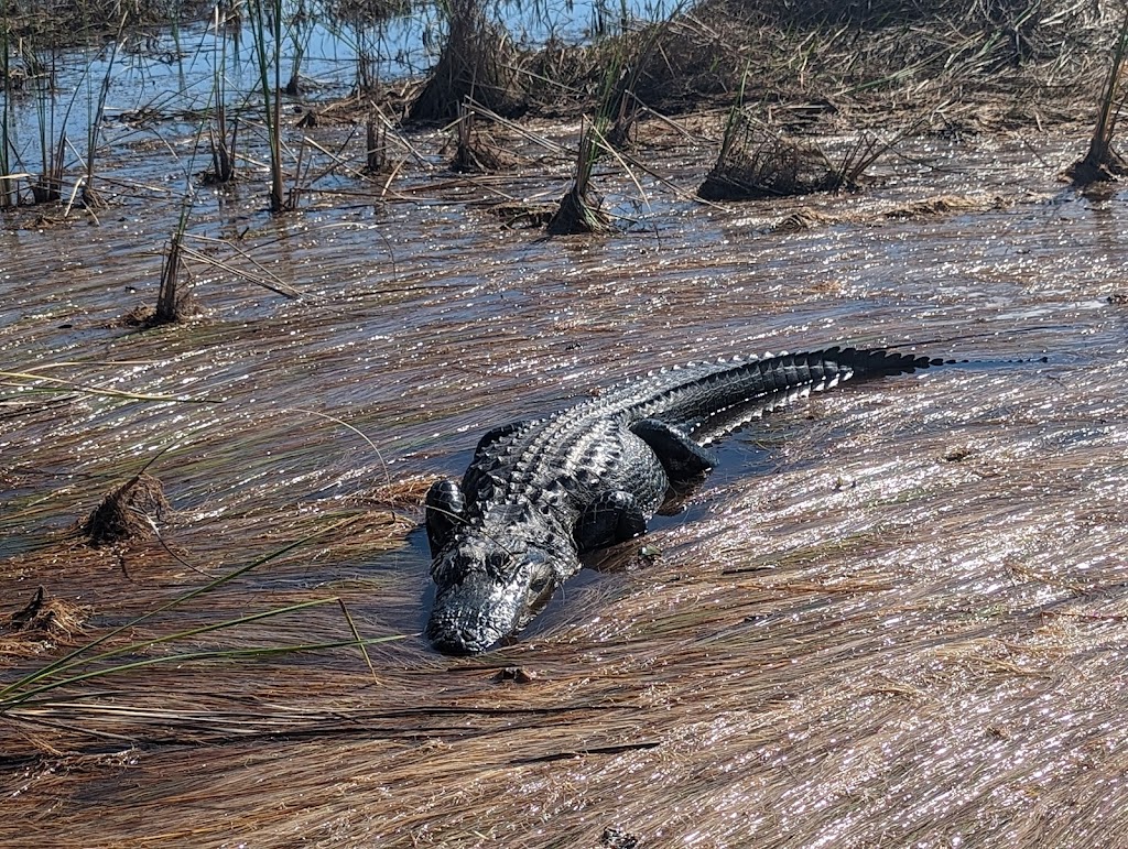 Cypress Outdoor Adventures Airboat Tours | N US Highway 27 Mile marker 38, 3, Tamarac, FL 33321, USA | Phone: (954) 260-1096