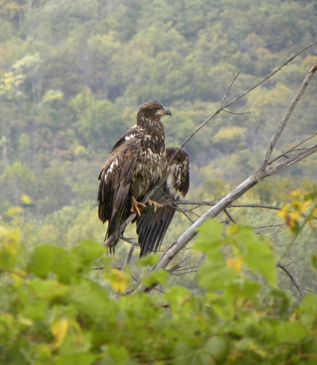 Oxbow Nature Conservancy | 17160-17278 Reardon Dr, Lawrenceburg, IN 47025, USA | Phone: (812) 290-2941