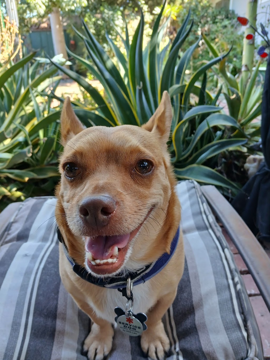 Northridge Veterinary Center | 19462 Rinaldi St, Northridge, CA 91326, USA | Phone: (818) 832-1888