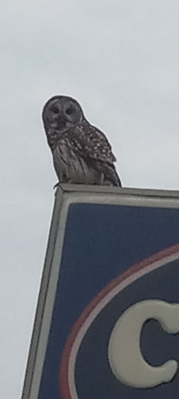 Melton Tire | 307 Independence Ave, Muskogee, OK 74403, USA | Phone: (918) 683-4861