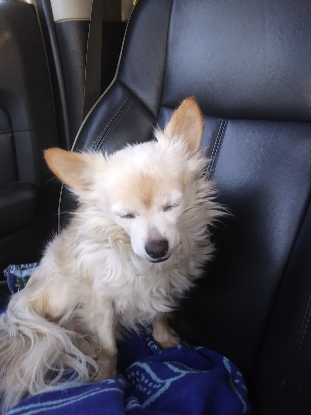 Lacombe Veterinary Hospital | 27351 North Highway 190, Lacombe, LA 70445, USA | Phone: (985) 218-9798