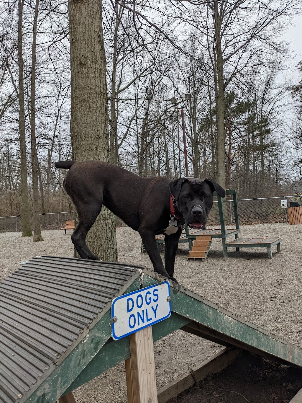 Avon Lake Dog Park | 33401 Webber Rd, Avon Lake, OH 44012, USA | Phone: (440) 933-6141