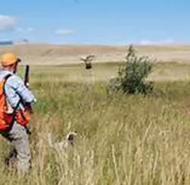 SPORTSMANS PRESERVE Quail Pheasant & Chukar Hunting in Florida | 4617 Garland Branch Rd, Dover, FL 33527, USA | Phone: (813) 956-1315