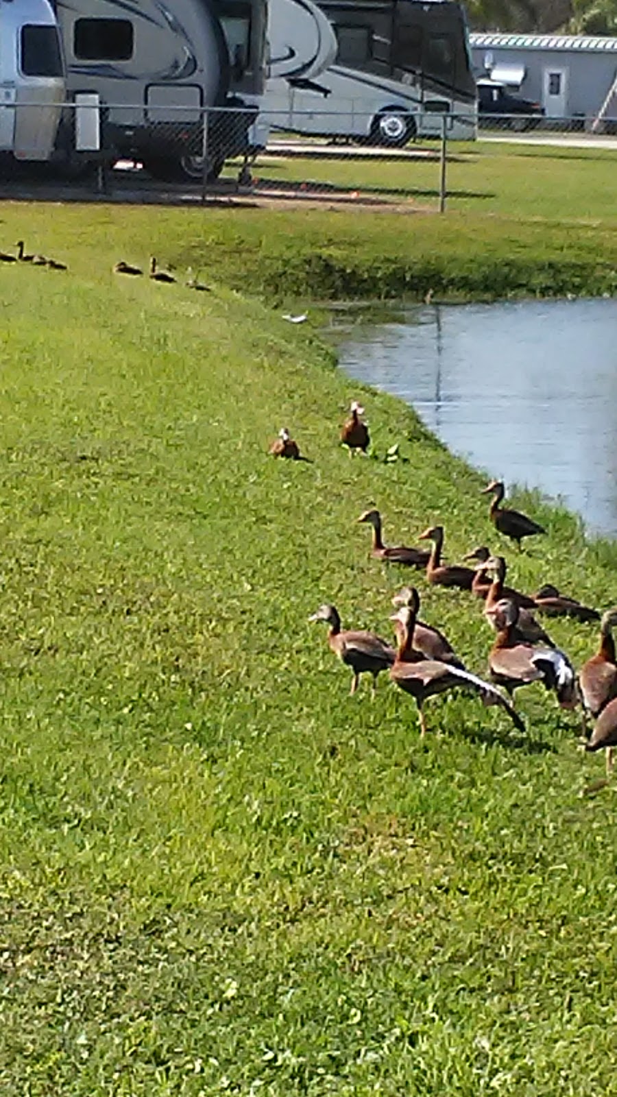 Florida Pines Mobile Home Ct in 150 Satulah Cir, Venice, FL 34293, USA