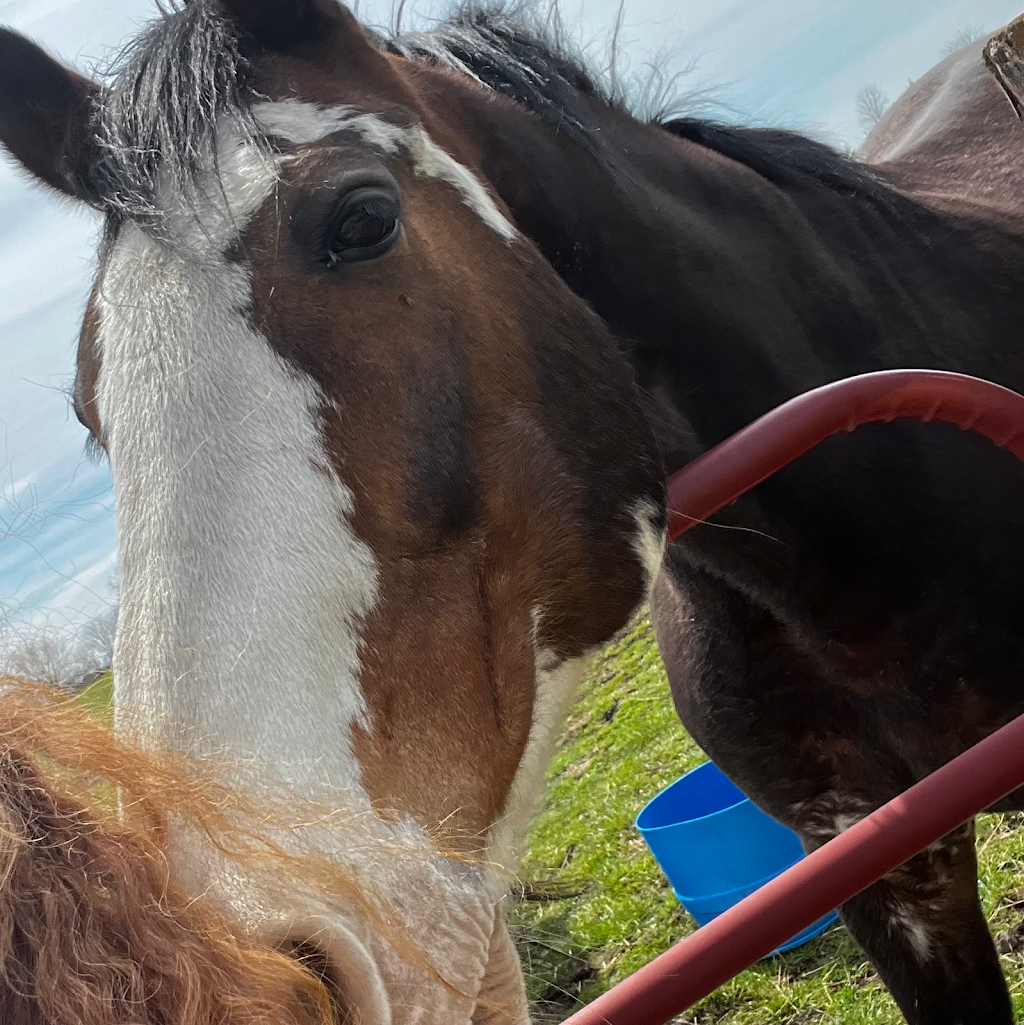 Voices from the Scars | 549 Deer Track Dr, Canton, GA 30114, USA | Phone: (404) 245-7367