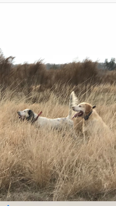 SPORTSMANS PRESERVE Quail Pheasant & Chukar Hunting in Florida | 4617 Garland Branch Rd, Dover, FL 33527, USA | Phone: (813) 956-1315