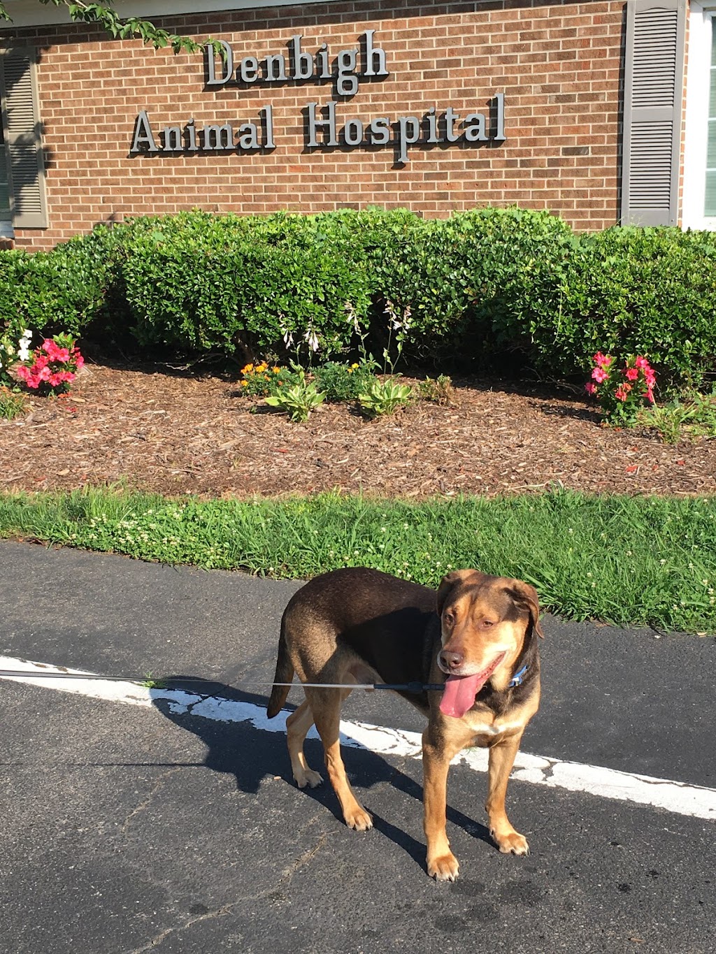 Denbigh Animal Hospital | 475 Denbigh Blvd, Newport News, VA 23608, USA | Phone: (757) 877-8339