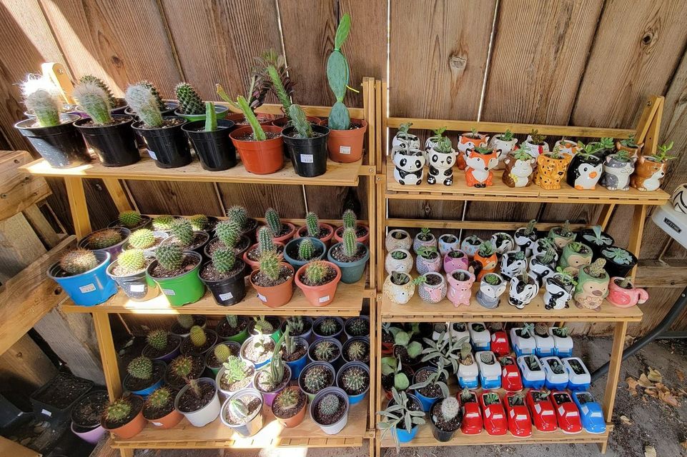 Your Succulent Stop | 916 SE 2nd St, Newton, KS 67114, USA | Phone: (620) 515-5374