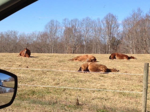 Mills Family Farm | 284 Barfield Rd, Mooresville, NC 28115, USA | Phone: (704) 960-2994