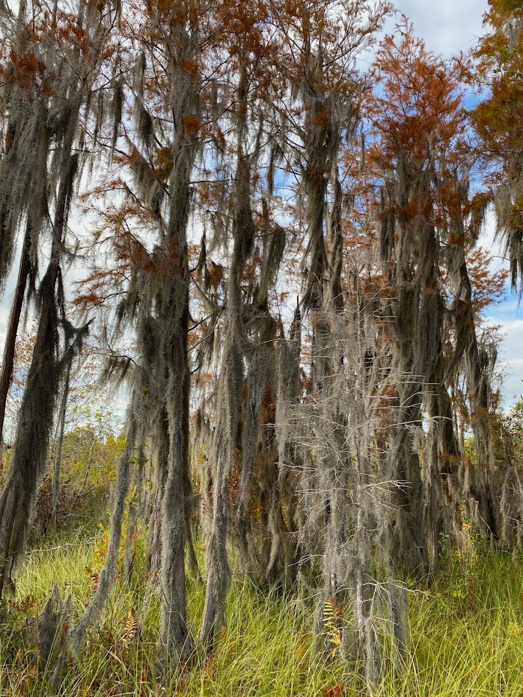 Chesser Island Boardwalk Trailhead | Folkston, GA 31537, USA | Phone: (912) 496-7836