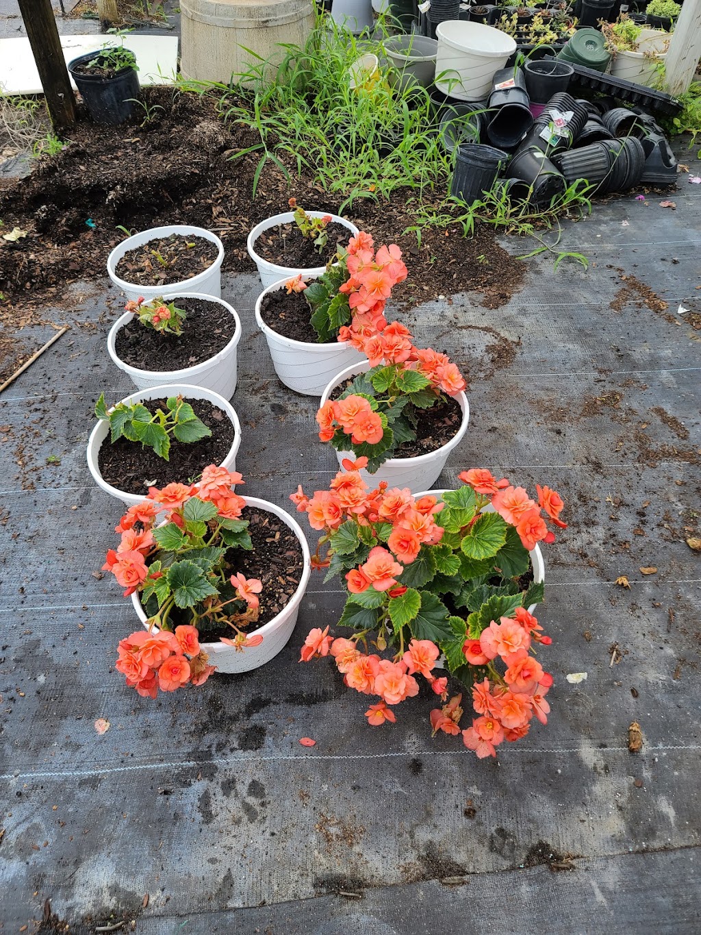 Nursery Landscape & Garden Center | 5955 Florida Ave S, Lakeland, FL 33813, USA | Phone: (863) 644-7331