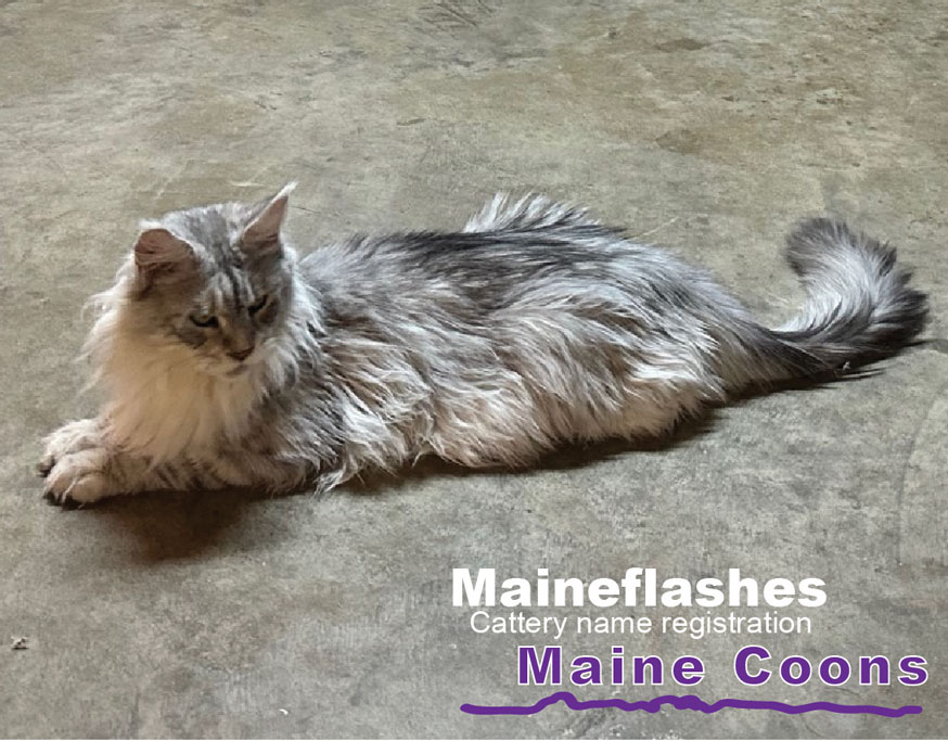 Maineflashes Maine Coons | 2013 Crystal Ln, Alvarado, TX 76009, USA | Phone: (817) 296-2299