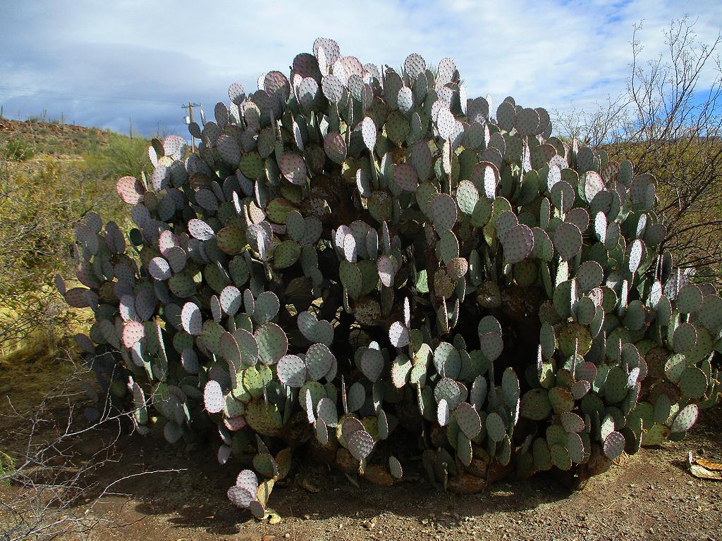 Chihuahua Desert Loop | E Arboretum Way, Superior, AZ 85173, USA | Phone: (520) 689-2723