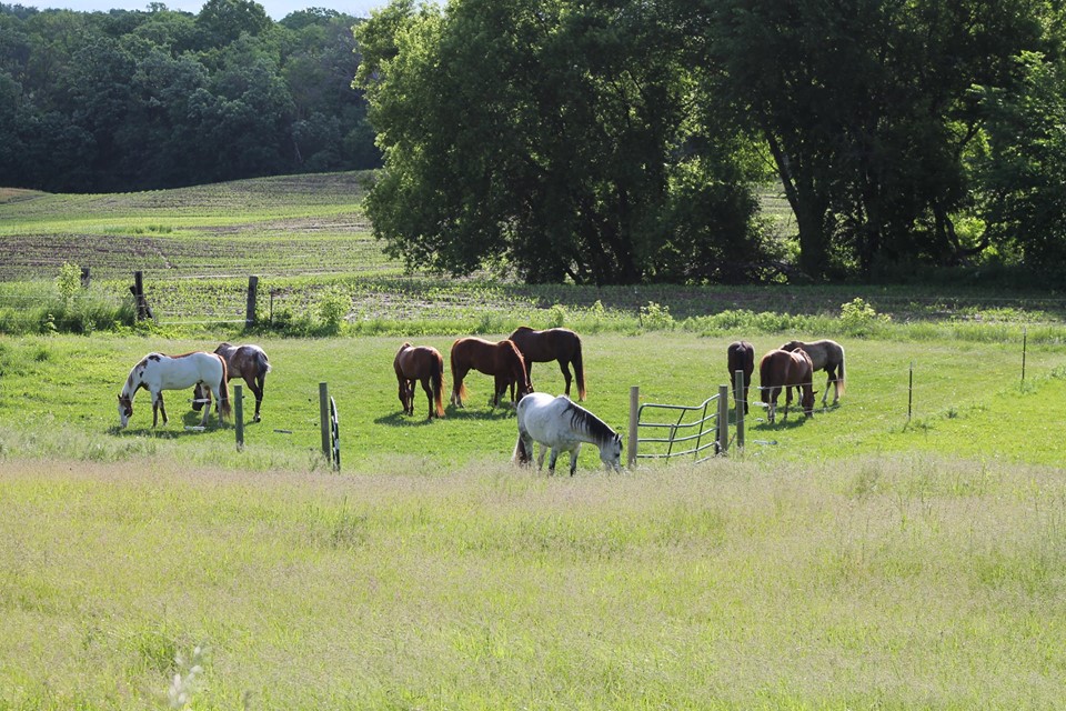 The Yellow Rose Farm, Equine and Experiential Wellness Services | 352 230th Ave, Somerset, WI 54025, USA | Phone: (612) 801-4662