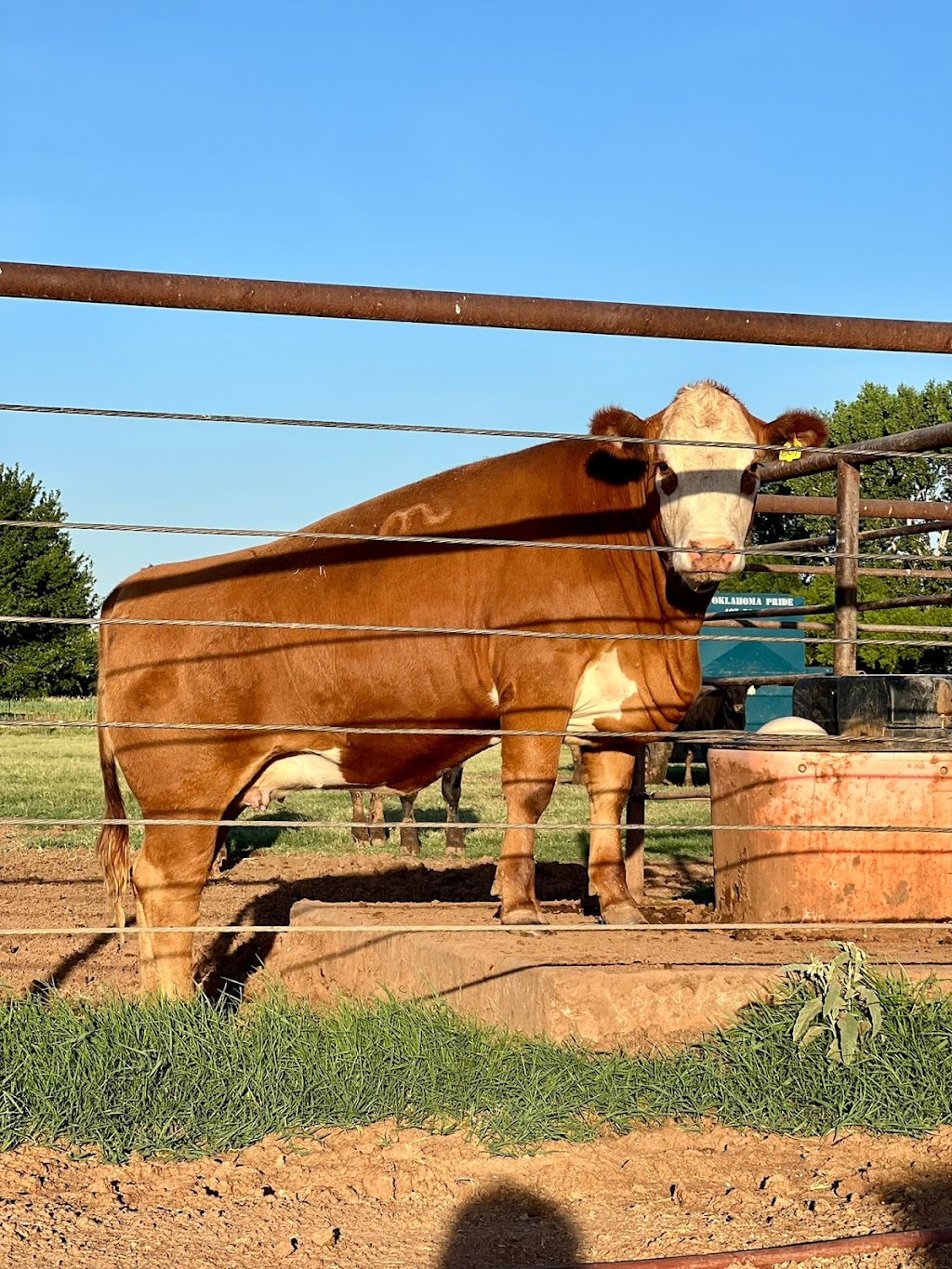 S/Y Beef Market | 16490 OK-20, Claremore, OK 74017, USA | Phone: (918) 341-2200