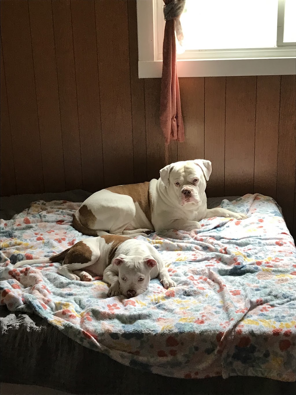 Connersville Veterinary Clinic | 808 E County Rd 250 S, Connersville, IN 47331, USA | Phone: (765) 825-9620