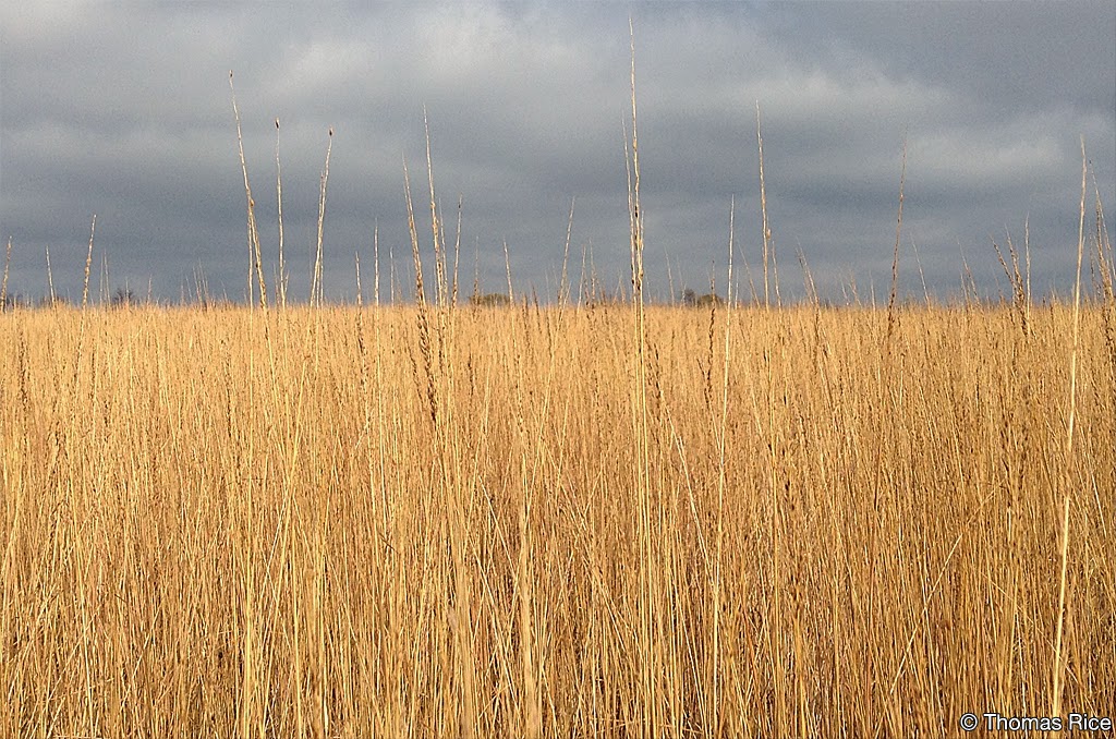 Lost Valley Prairie Scientific and Natural Area (SNA) | Nyberg Ave S, Hastings, MN 55033, USA | Phone: (651) 259-5800