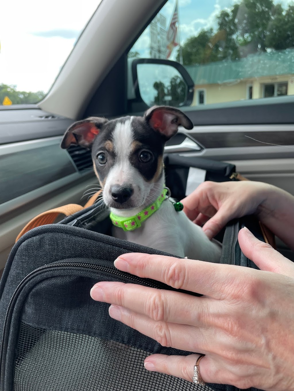 Fur-Ever Friends Animal Hospital / Canine Castaways | 1432 Wayne Rd, Arcadia, FL 34266, USA | Phone: (863) 458-7686