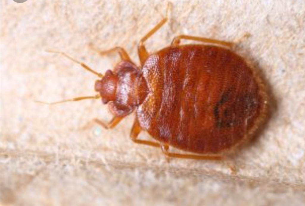 Bed Bug Solutions | 312 W Main St, Mason, OH 45040, USA | Phone: (513) 502-4681