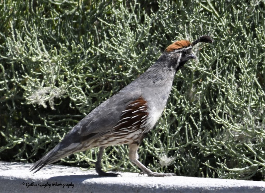 Archaeopteryx Birding and Nature Tours | 1309 Oak Valley Blvd, Minneola, FL 34715, USA | Phone: (609) 553-0757