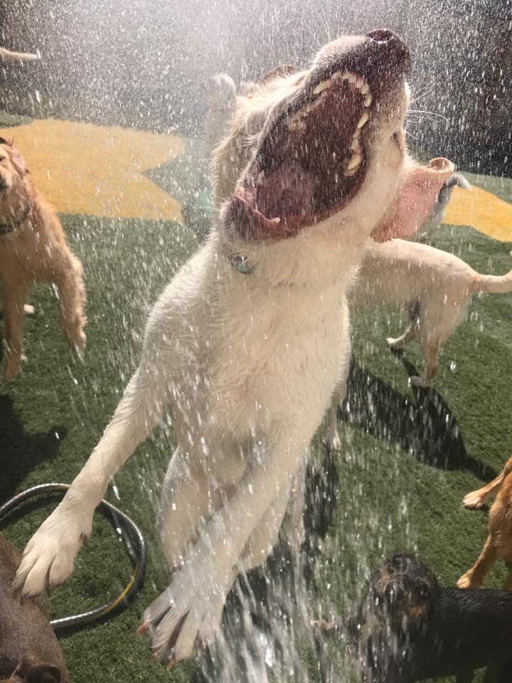 Dogs Retreat | 898 Troy-Schenectady Rd, Latham, NY 12110, USA | Phone: (518) 698-2873