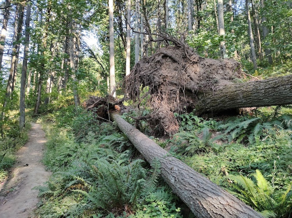 Mount Talbert Nature Park | 10945 SE Mather Rd, Clackamas, OR 97015, USA | Phone: (503) 665-4995