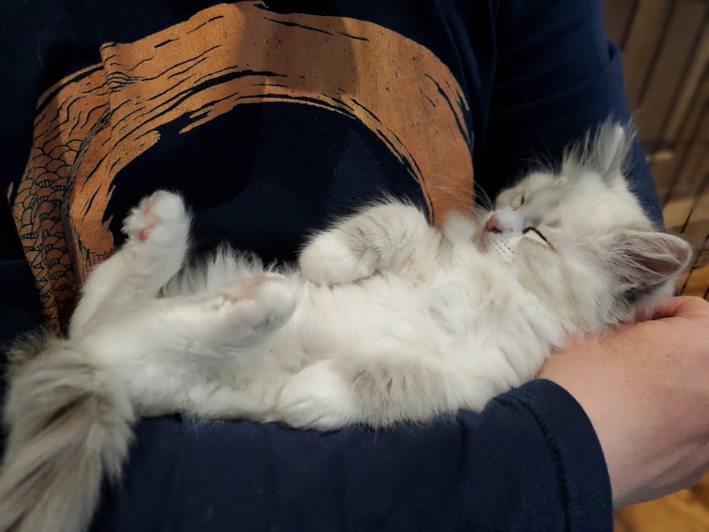 Purr Avida Ragdolls | 4703 S Jasper St, Aurora, CO 80015, USA | Phone: (303) 594-0043