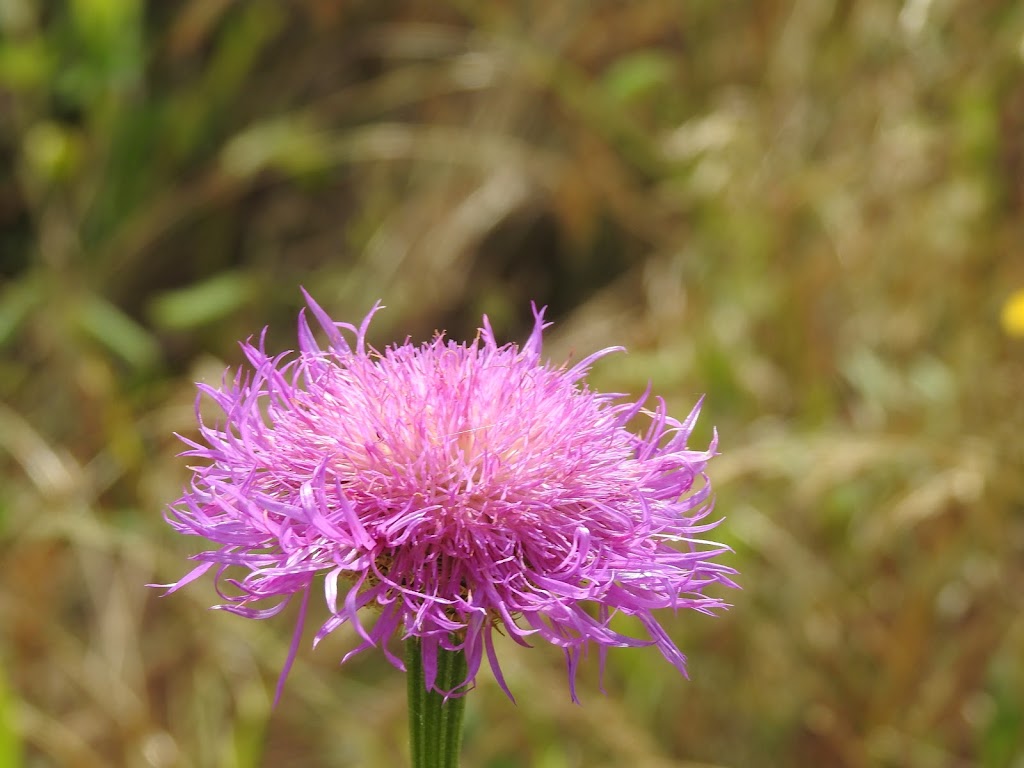 Paul Mathews Nature Preserve now Clymer Meadows | Greenville, TX 75401, USA | Phone: (903) 568-4139