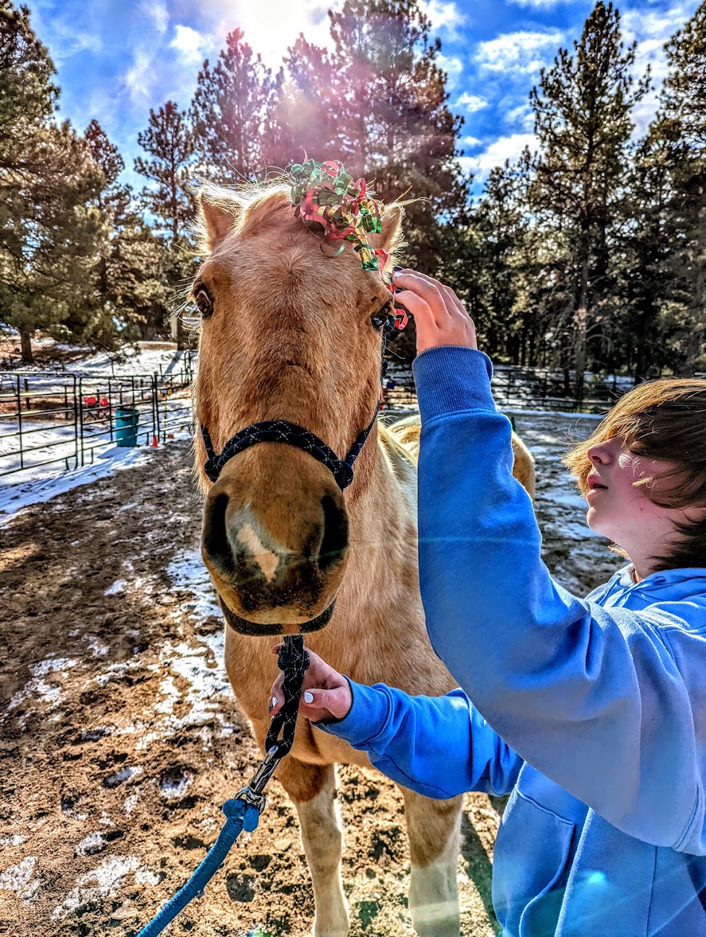Connections Through Horses | 4817 National Western Dr, Denver, CO 80216, USA | Phone: (303) 646-6166