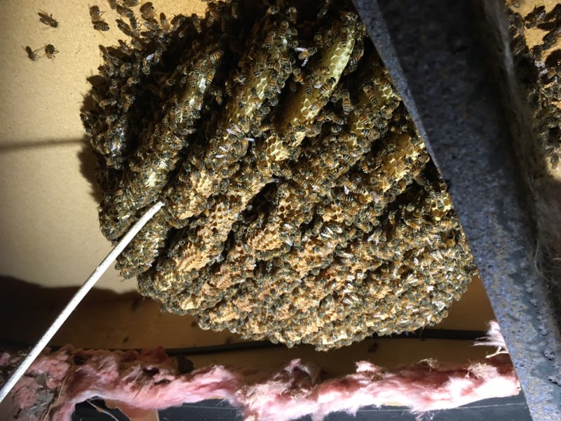 Florida Bee Investigator | 6207 32nd Ave E, Bradenton, FL 34208, USA | Phone: (941) 201-9378