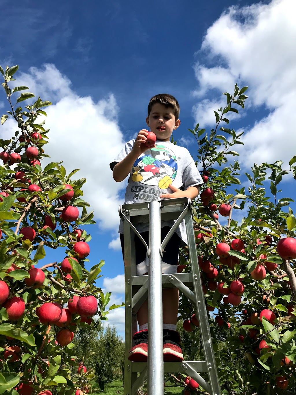 Wasem Fruit Farm | 6580 Judd Rd, Milan, MI 48160, USA | Phone: (734) 482-2342