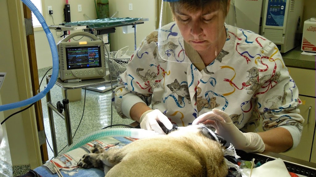 Small Paws Veterinary Clinic | 1505 N Road St, Elizabeth City, NC 27909, USA | Phone: (252) 384-0109