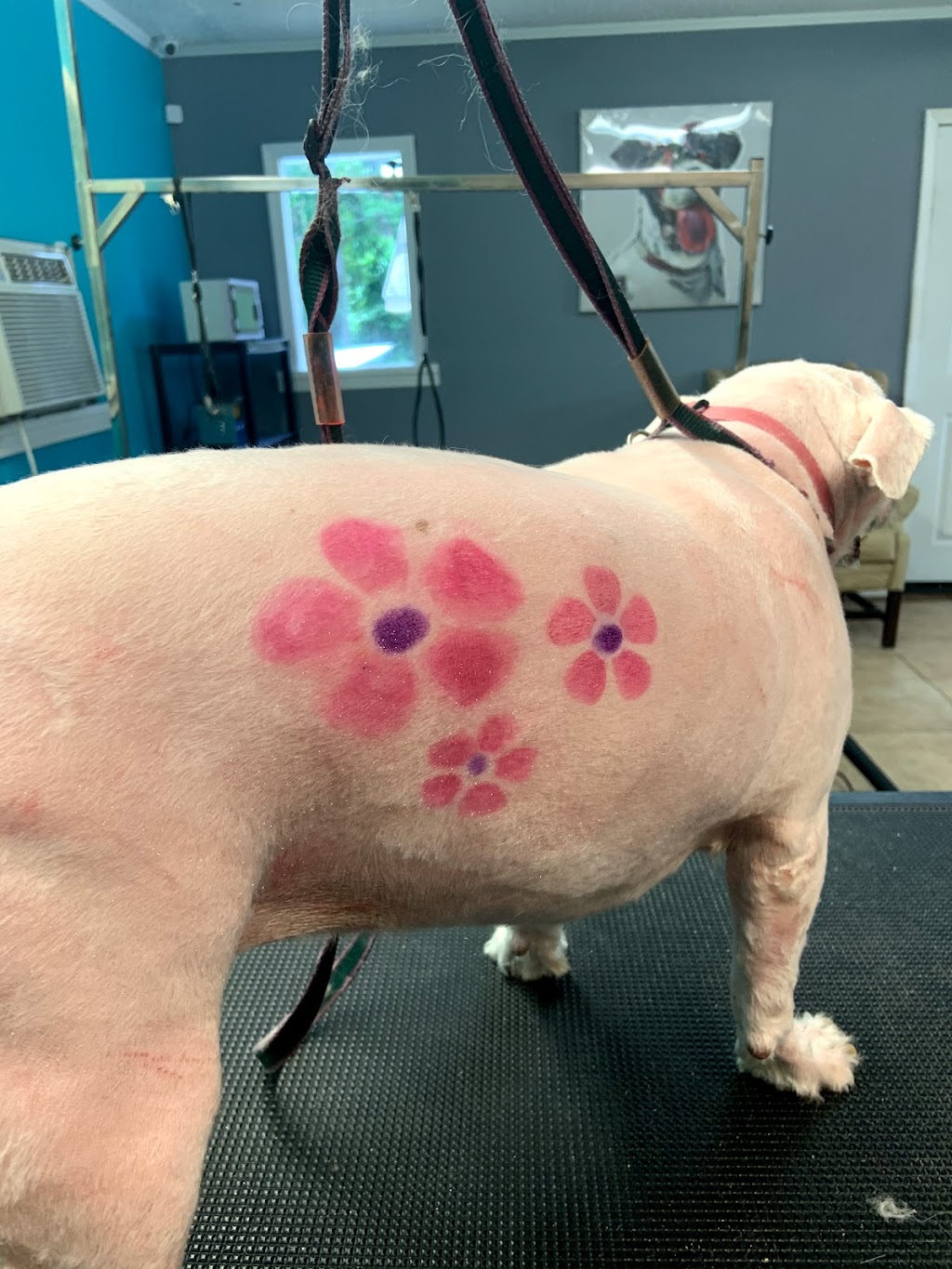 Pet Parlor Pet Grooming ,LLC | 12615 Greenwell Springs Rd, Baton Rouge, LA 70814, USA | Phone: (225) 275-7848