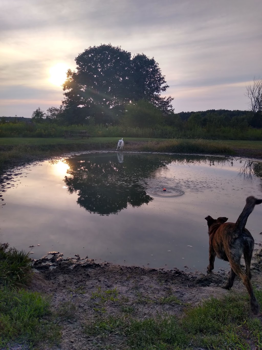 Tom Harvey Memorial Dog Park | 11704 OH-730, Blanchester, OH 45107, USA | Phone: (937) 283-9418