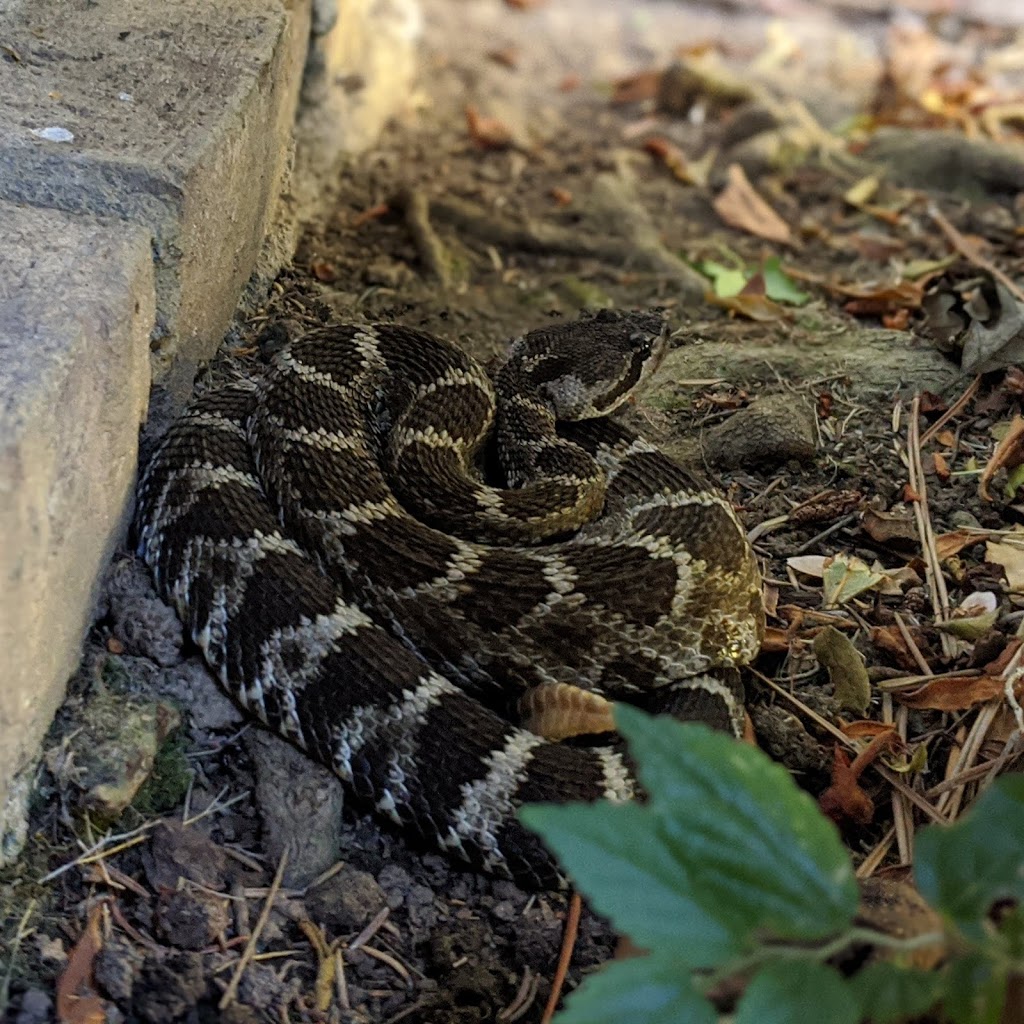 Placer Snake Removal | 3995 Clover Valley Rd, Rocklin, CA 95677, USA | Phone: (916) 509-1087